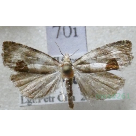 Notocelia uddmanniana (Linnaeus, 1758) Czech70i